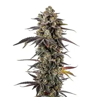 Pink Glitterbomb cannabis seeds by Growers Choice