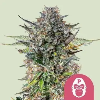 Pink Gorilla cannabis seeds