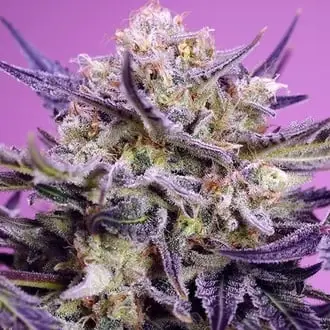 Pink Guava F1 Fast Version cannabis seeds