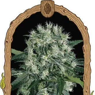 Pink Hokkaido cannabis seeds