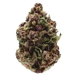 Pink Magic Fast Version cannabis seeds by Growers Choice