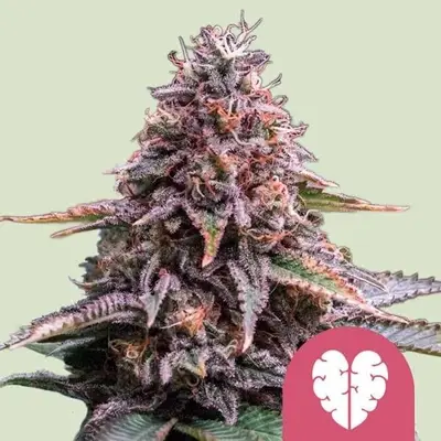 Pink Mist cannabis seeds