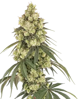 Pink Pineapple cannabis seeds