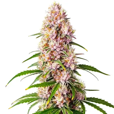 Pink Plant cannabis seeds by Blimburn Seeds