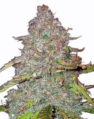 Pink Rozay cannabis seeds
