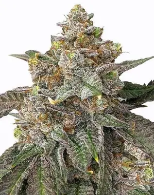 Pink Runtz cannabis seeds