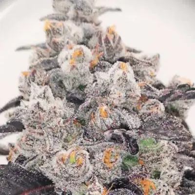 Pink Sherbert cannabis seeds