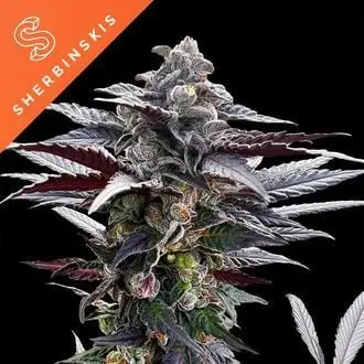 Pink Sunset cannabis seeds by Silent Seeds