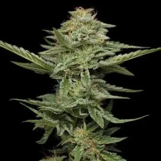 Pistachio cannabis seeds by Humboldt Seed Company