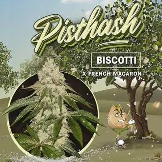 Pisthash cannabis seeds by T.H. Seeds