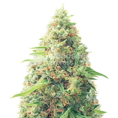 Pixie Dust cannabis seeds