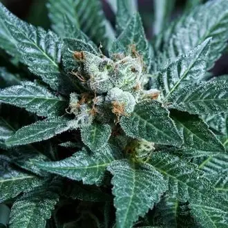 Platinum Bird cannabis seeds by Purple City Genetics