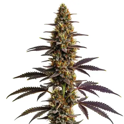 Platinum Cookies cannabis seeds by Blimburn Seeds
