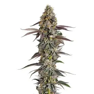 Platinum Mimosa Cookies cannabis seeds