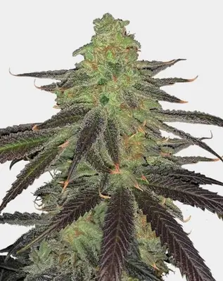 Platinum OG cannabis seeds