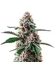 Plushbery cannabis seeds