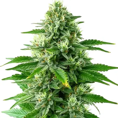 POG cannabis seeds by Blimburn Seeds