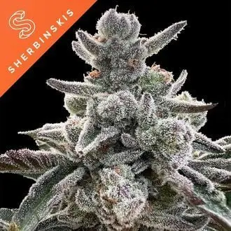 Polar Gelato cannabis seeds by Silent Seeds
