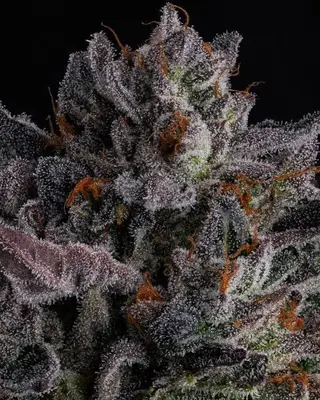 Polar Pop cannabis seeds