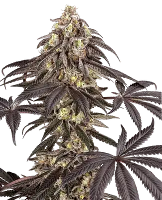 Pomegranate Rain cannabis seeds