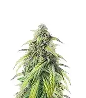 Pound Cake cannabis seeds