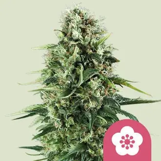 Power Flower cannabis seeds by Royal Queen Seeds