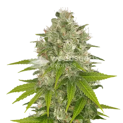 Power Kush cannabis seeds
