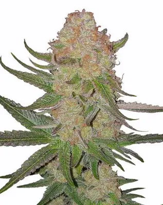 Power Plant Fast Flowering cannabis seeds