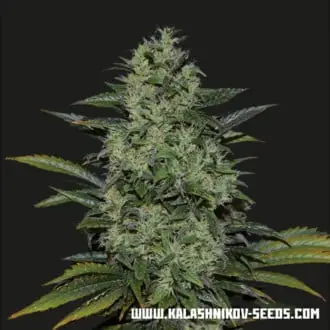 Power Russian cannabis seeds by Kalashnikov Seeds
