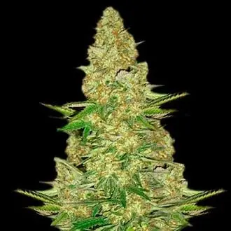 Power VIP cannabis seeds by VIP Seeds