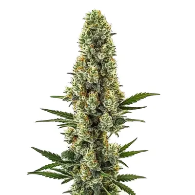 Powerplant Fast Version cannabis seeds