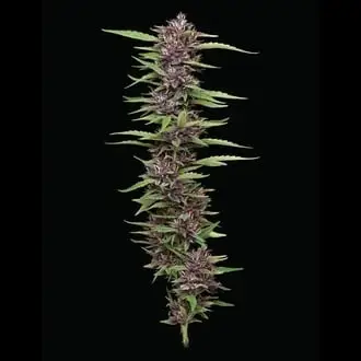 PPD cannabis seeds by Humboldt Seed Company