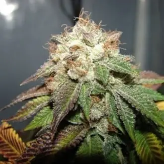 Pre 98 Bubba cannabis seeds by Cali Connection