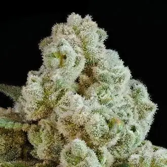 Privileged Baddie cannabis seeds by Anesia Seeds
