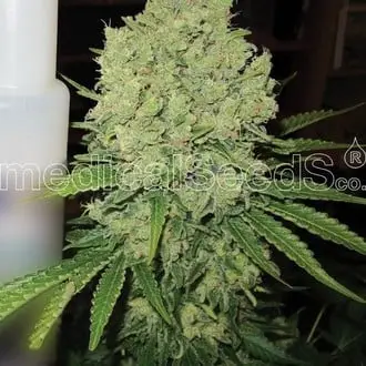 Prozack cannabis seeds by Medical Seeds