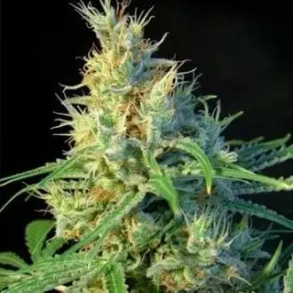 Psicodelicia cannabis seeds