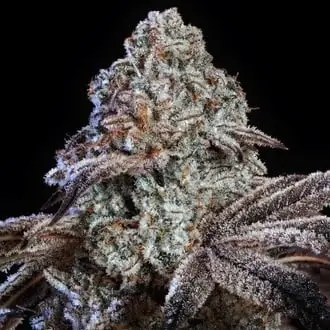 Psy-op R1 cannabis seeds by Ethos Genetics