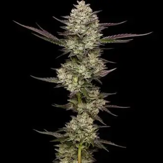 Puff Pastry cannabis seeds by Humboldt Seed Company