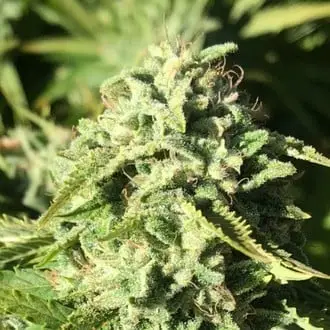 Pumpkin Punch cannabis seeds by Earth Witch Seeds