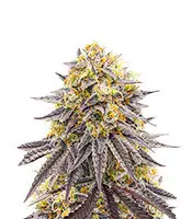 Punch Cookies cannabis seeds