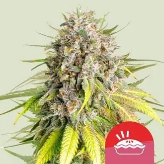 Punch Pie cannabis seeds by Royal Queen Seeds