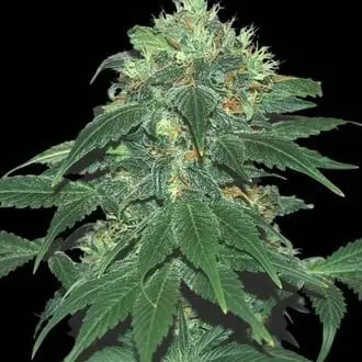 Punky Lion cannabis seeds