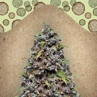 Pure AK cannabis seeds by Female Seeds