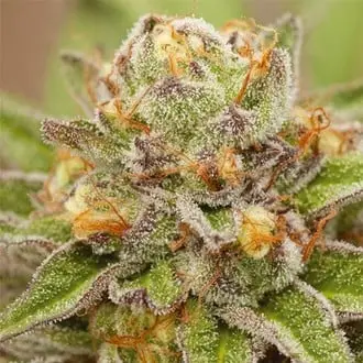Pure Gelato cannabis seeds by Vision Seeds
