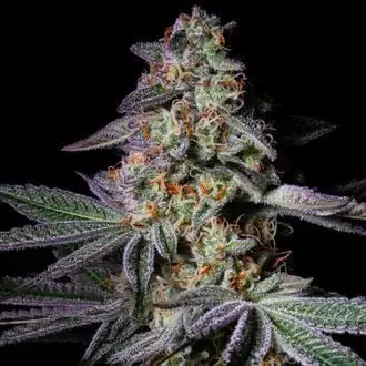 Pure Glitter cannabis seeds by Pure Instinto