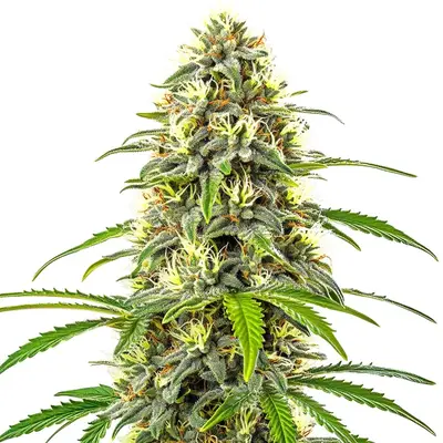 Pure Haze cannabis seeds by Blimburn Seeds