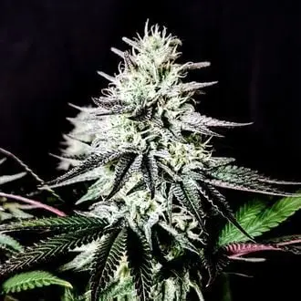 Pure Ice-Cream cannabis seeds by Pure Instinto
