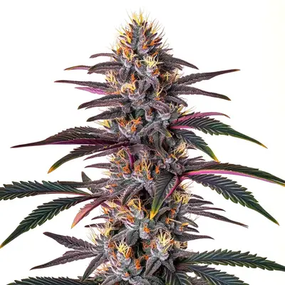 Pure Indica cannabis seeds by Blimburn Seeds