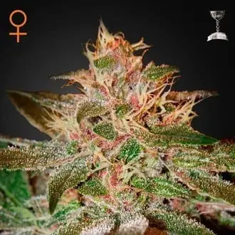 Pure Kush cannabis seeds by Original Sensible Seeds