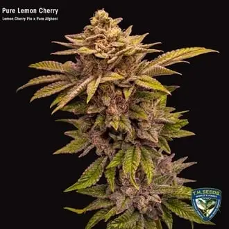 Pure Lemon Cherry cannabis seeds by T.H. Seeds